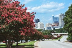 tree with red buds and road leading to Raleigh skyline